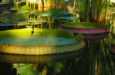 leaves water lily Pamplemousses Victoria in the summer in the pond