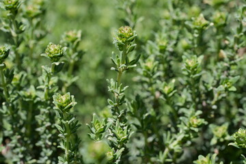 macro de thym citron