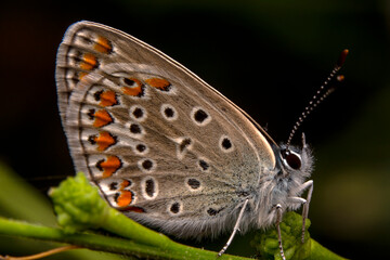 Macro shots, Beautiful nature scene. Closeup beautiful butterfly sitting on the flower in a summer garden.
