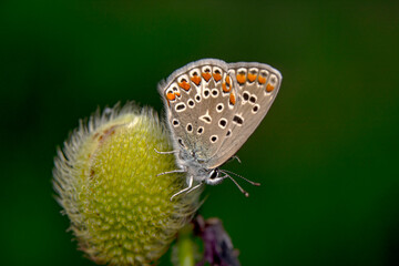 Macro shots, Beautiful nature scene. Closeup beautiful butterfly sitting on the flower in a summer garden.