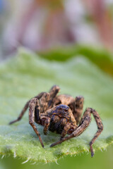 Spider closeup