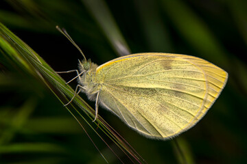 Macro shots, Beautiful nature scene. Closeup beautiful butterfly sitting on the flower in a summer garden.