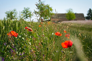 Blooming field of spring flowers, poppy and alfalfa, and old traditional farm house in rural Serbia...