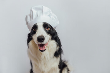 Funny puppy dog border collie in chef cooking hat isolated on white background. Chef dog cooking...