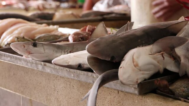 Man Selling Baby Sharks at a Market in Mexico