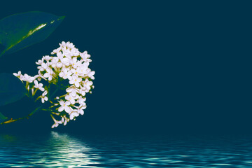 Bright and colorful flowers lilac