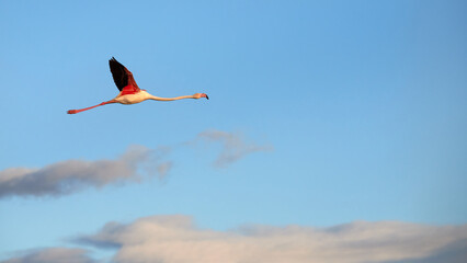 Flamingo Flying in the morning