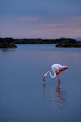 Flamingo at dusk