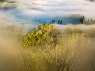 Fototapeta na wymiar Fog envelops the mountain forest. The rays of the rising sun break through the fog. Aerial drone view.