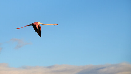 Flamingo flying free
