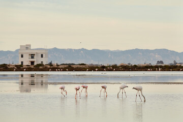 Group of flamingos eating