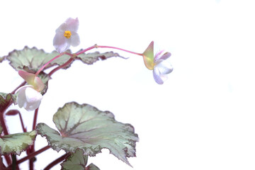 Blooming Begonia plant with the colorful leaves against the white background