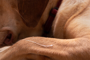 Closeup part of dog body adult Dudley Labrador retriever elbow with saliva on skin infection from...