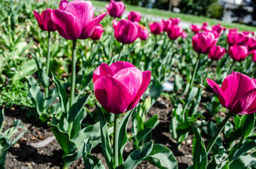 Flowerbed of pink tulips photo on a sunny day. Spring flowers.