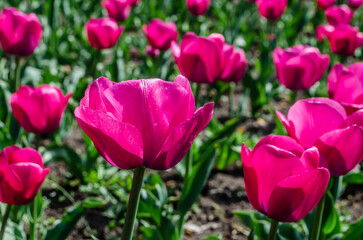 Flowerbed of pink tulips photo on a sunny day. Spring flowers.