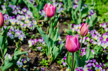 Flowerbed of pink tulips photo on a sunny day. Spring flowers.