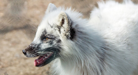 Vulpes lagopus arctic fox portrait outdoors in nature.