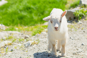 Little goat outdoors in nature during summer at farm.