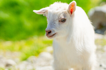 Little goat outdoors in nature during summer at farm.
