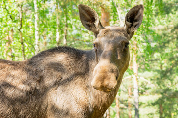 Fototapete bei efototapeten.de bestellen   