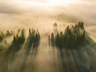 Foto auf Acrylglas Wald im Nebel Nebel hüllt den Bergwald ein. Die Strahlen der aufgehenden Sonne brechen durch den Nebel. Drohnenansicht aus der Luft.