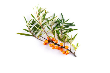 Branch of sea buckthorn with ripe berries on a white background. - obrazy, fototapety, plakaty