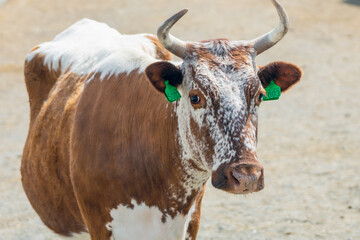 Cow portrait outdoors in nature.