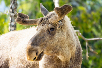 Big bull moose portrait outdoors in nature.