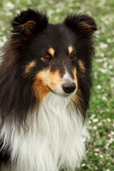 a cute little decorative dog sits and looks around. High-quality photo. Golden retriever on the green grass. dwarf breed of dogs.  photo of a dog on a poster, calendar, postcard