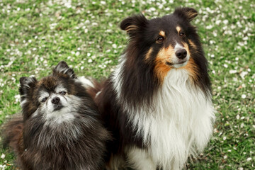 a cute little decorative dog sits and looks around. High-quality photo. Pomeranian and Sheltie on the green grass. dwarf breed of dogs.  photo of a dog on a poster, calendar, postcar
