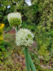 Blooming bulb