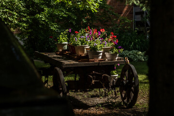Ukraine. Kyiv region. Slavutych town before war. Plants, flowers, in pots on a cart. A fairytale scene.