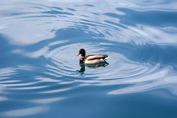 Male mallard duck swimming on Lake Geneva with concentric circles on a cloudy spring day. Photo taken April 4th, 2022, Montreux, Switzerland.