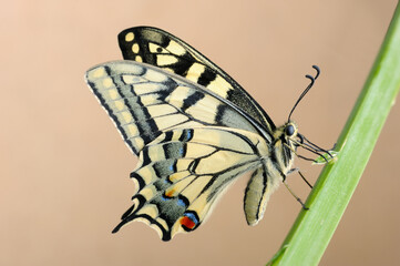 Beautiful bright and large swallowtail (Papilio machaon) butterfly, yellow with a black pattern