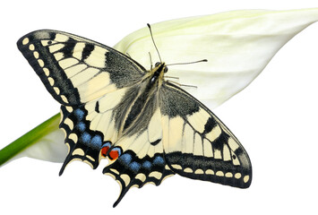 Beautiful bright and large swallowtail (Papilio machaon) butterfly, yellow with a black pattern
