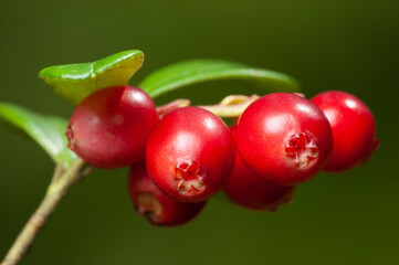 Nature of Europe - large ripe red lingonberries (cowberry) on a branch in the forest