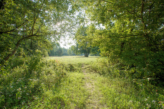 Belarus nature, sunny summer landscape with oaks near the Isloch river