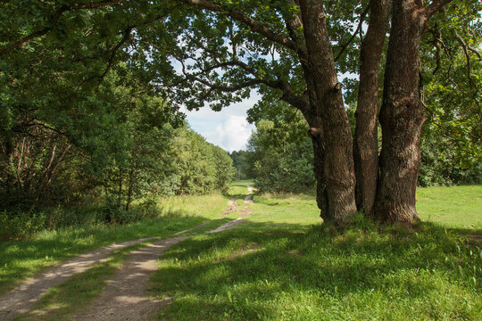 Belarus nature, sunny summer landscape with oaks near the Isloch river