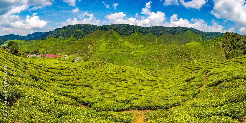 Wall mural beautiful tea plantations