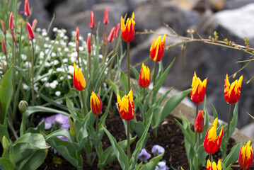 Close-up of beautiful red and yellow tulips at border of Lake Geneva at City of Montreux on a blue cloudy spring morning. Photo taken April 4th, 2022, Montreux, Switzerland.
