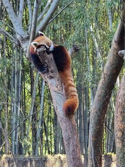 red panda
