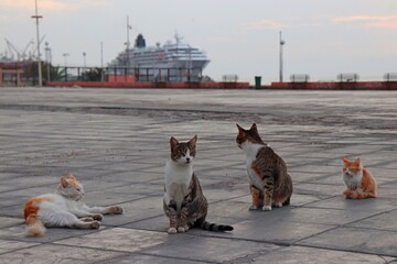 cats on the street