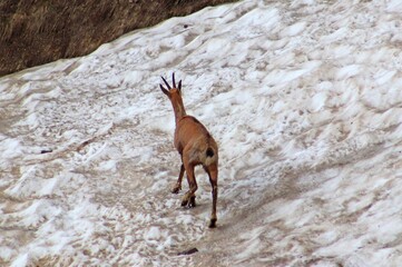 mountain goat on the rock