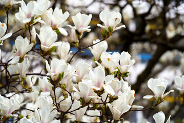 Magnolia tree with white blossoms at City of Montreux on a cloudy spring day. Photo taken March 4th, 2022, Montreux, Switzerland.