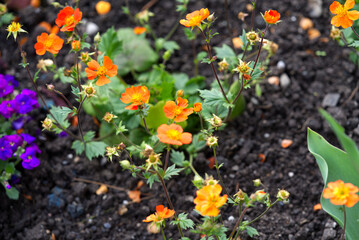 Beautiful flower bed with purple and orange flowers at City of Montreux, Canto Vaud, on a cloudy spring day. Photo taken April 4th, 2022, Montreux, Switzerland.