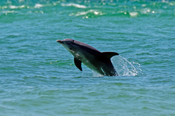 dolphin jumping out of water