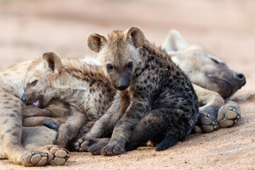 Spotted Hyena mother nursing her  pups at the den with sunrise in Sabi Sands Game Reserve in South Africa
