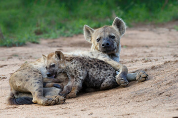 Spotted Hyena mother nursing her  pups at the den with sunrise in Sabi Sands Game Reserve in South Africa