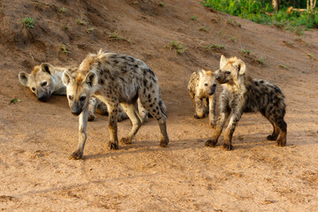 Playful Spotted Hyena pup awaking at the den with sunrise in Sabi Sands Game Reserve in South Africa