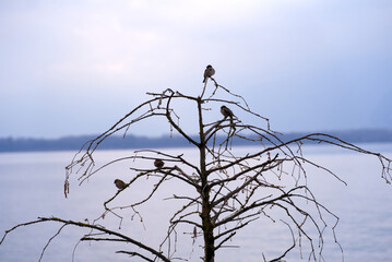 Sparrows sitting on tree at border of Lake Geneva at City of Montreux on a blue cloudy spring morning. Photo taken April 4th, 2022, Montreux, Switzerland.